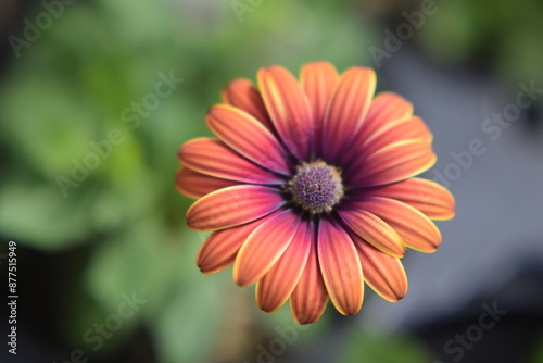 flower of calendula