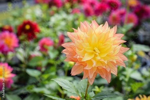 orange dahlia flower