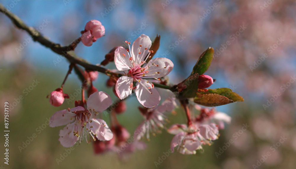 Beautiful cherry tree with tender flowers. Amazing spring blossom Beautiful cherry tree with tender flowers. Amazing spring blossom