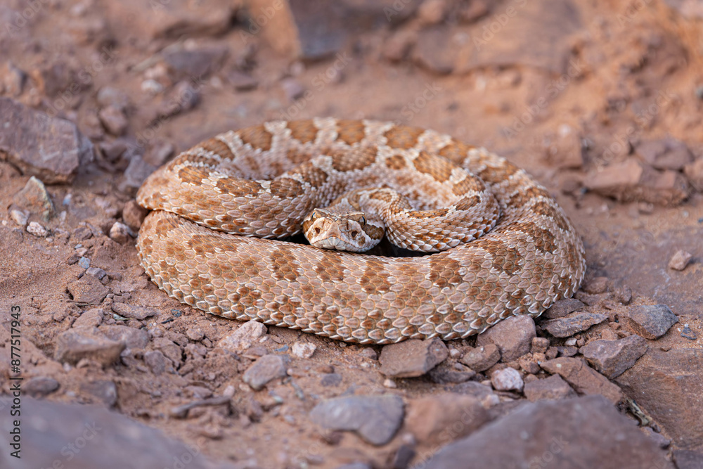 A midget faded rattlesnake coiled on the rocky ground of Utah and looking at the camera. A midget faded rattlesnake coiled on the rocky ground of Utah and looking at the camera.