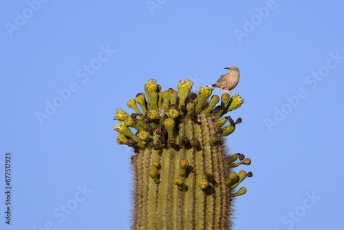 A curved bill thrasher standing on top of a saguaro cacti. photo