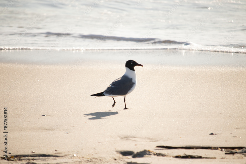 This little seagull is standing on the beach here. Waves up the ocean lapping up on the sand. The shorebird has a black head with a grey and white body. This avian is looking for food. This little seagull is standing on the beach here. Waves up the ocean lapping up on the sand. The shorebird has a black head with a grey and white body. This avian is looking for food.