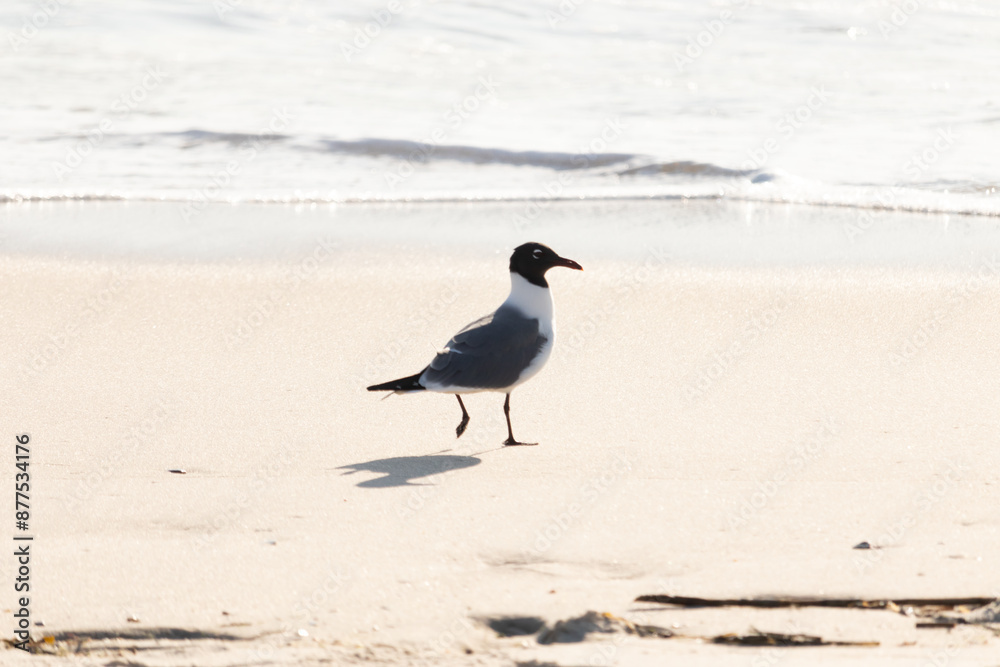 This little seagull is standing on the beach here. Waves up the ocean lapping up on the sand. The shorebird has a black head with a grey and white body. This avian is looking for food. This little seagull is standing on the beach here. Waves up the ocean lapping up on the sand. The shorebird has a black head with a grey and white body. This avian is looking for food.