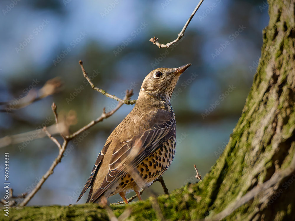 Mistle thrush sitting on a tree branch Mistle thrush sitting on a tree branch