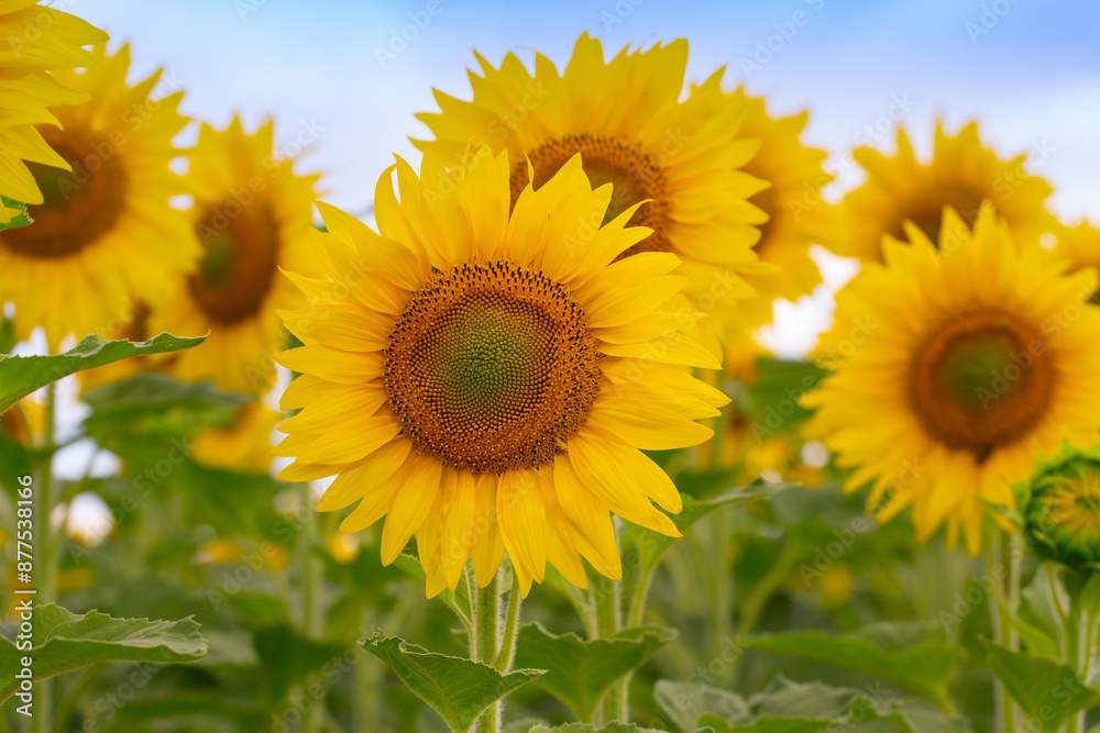 Yellow sunflowers with green leaves in the field Yellow sunflowers with green leaves in the field