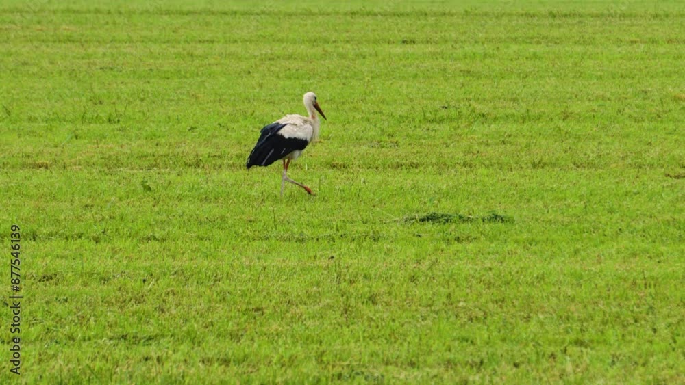 stork foraging