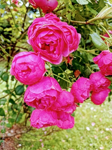 Pink Roses close-up in garden on the bush