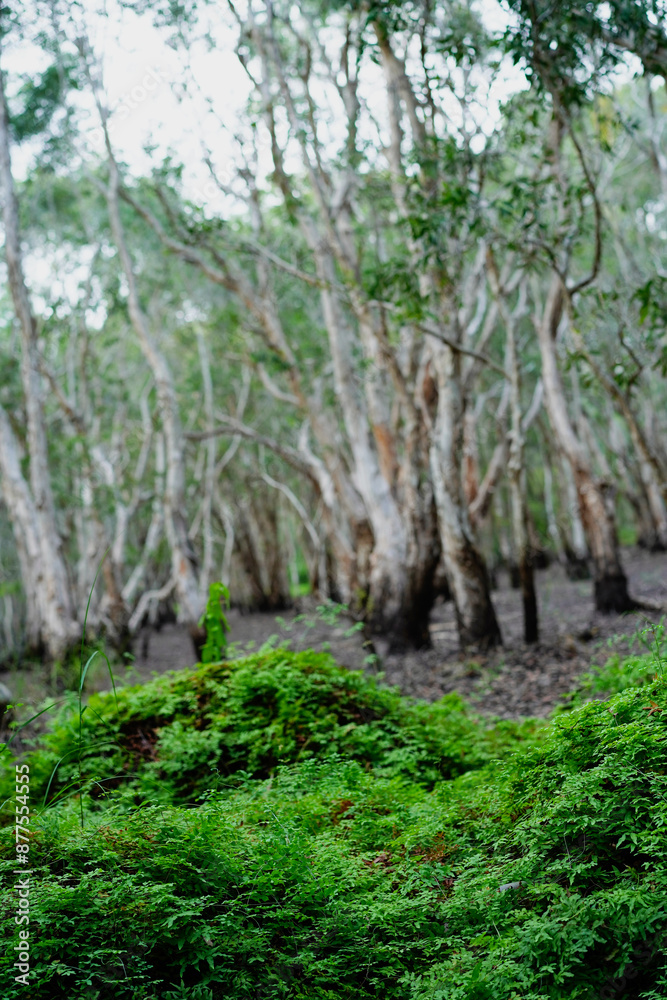 Fototapeta premium Green Sword Fern (Fishbone Fern) on the fertile ground in front of paper bark grey trees in swamp forest wetlands, Rayong Province Botanic Garden ,famous attractions landmark in Thailand.Vertical.