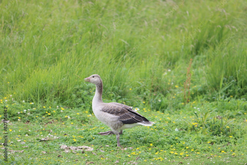 Sweden. The greylag goose or graylag goose (Anser anser) is a species of large goose in the waterfowl family Anatidae and the type species of the genus Anser. Sweden. The greylag goose or graylag goose (Anser anser) is a species of large goose in the waterfowl family Anatidae and the type species of the genus Anser.