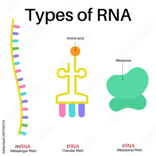 Basic types of RNA.