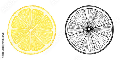 Set of lemon slices. Watercolor and sketch hand drawn isolated illustrations. Half tropical citrus fruit. Design for menu, package, cosmetic, textile, cards