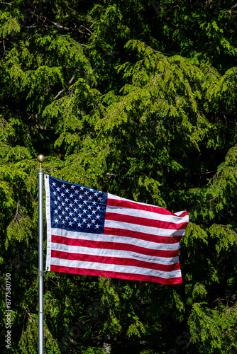 American flag on a pole in front of a pine trees