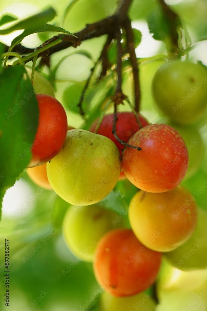 Close-up photography of a cherry plum branch with colorful fruits; Prunus cerasifera
Close-up photography of a cherry plum branch with colorful fruits; Prunus cerasifera