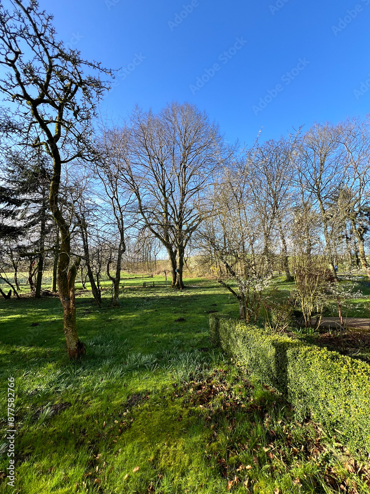 Obraz premium trees in the garden