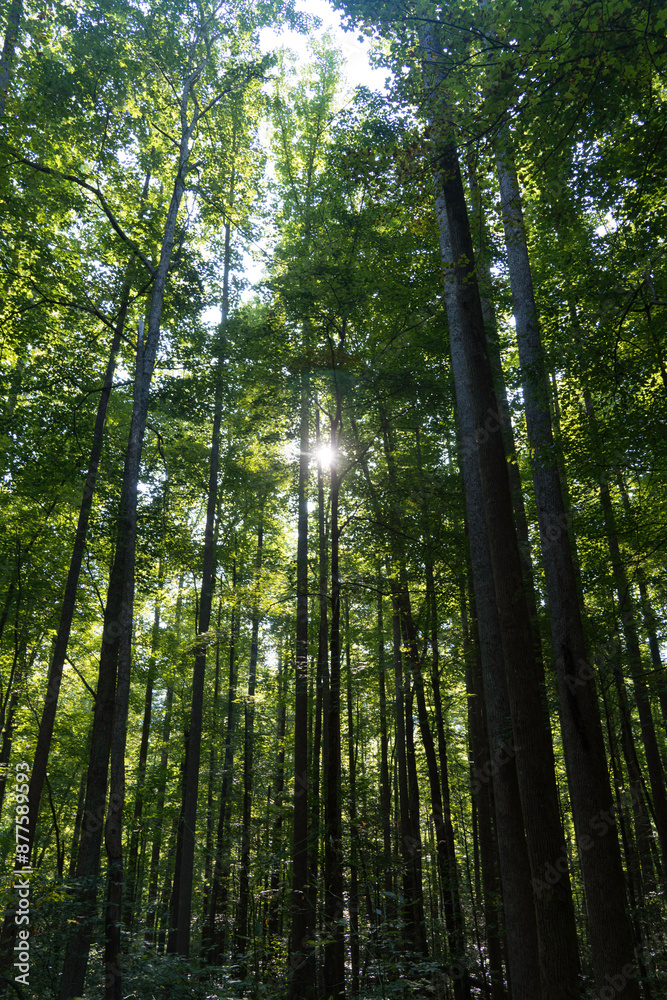 Sun Shining through Tall Pine Tree Forest