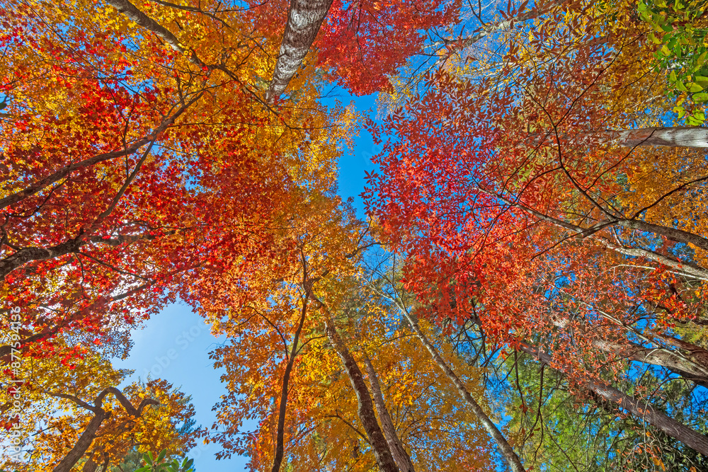 Spectacular Autumn Colors in a Soaring Canopy Spectacular Autumn Colors in a Soaring Canopy