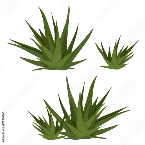 Set of flat green Haworthia succulents without pot
