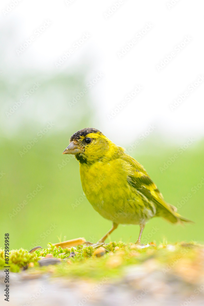 Eurasian Siskin in the Norwegian mountains in Stugudal during summer Eurasian Siskin in the Norwegian mountains in Stugudal during summer