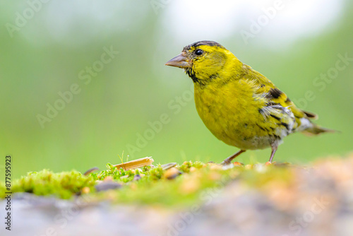 Eurasian Siskin in the Norwegian woods in Stugudal, Norway photo