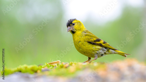 Eurasian Siskin in the Norwegian mountains in Stugudal during summer photo