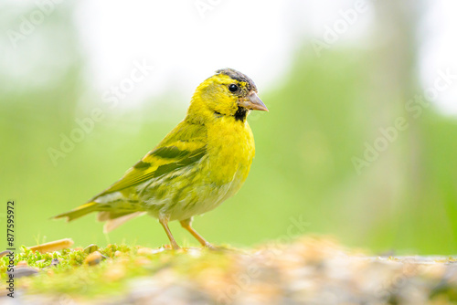 Eurasian Siskin in the Norwegian mountains in Stugudal during summer photo