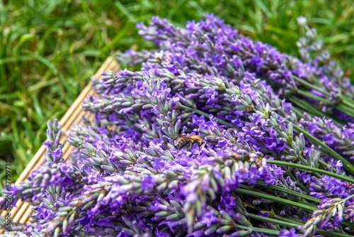 Une abeille sur des brins de lavande récoltés photo