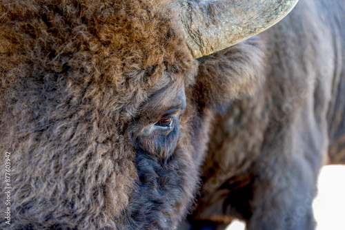 Wallpaper Mural Close up portrait of bison head. Bison herd in a meadow. Torontodigital.ca