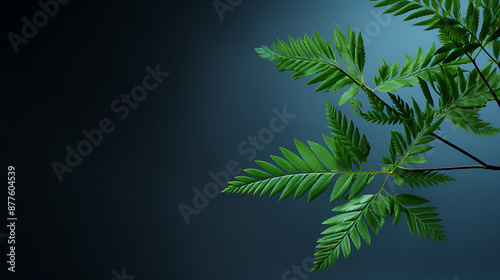 Green fern leaves on a blue background, evoking nature, tranquility, and a sense of peace. 