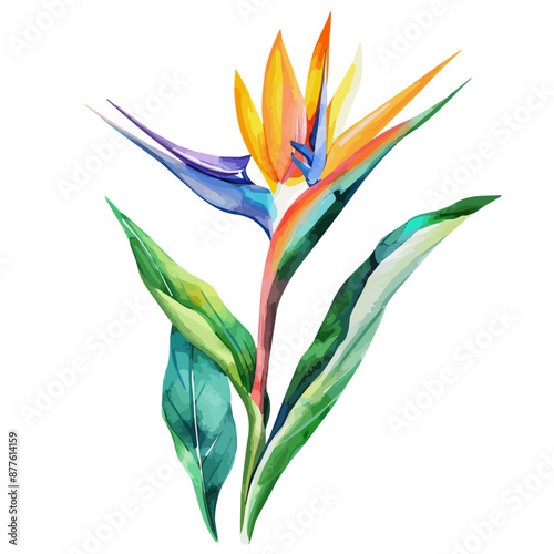 Watercolor Graphic vector of a Bird of paradise flower, isolated on a white background