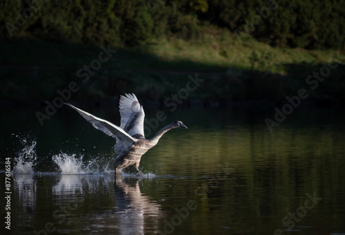 Juvenile swan practice flying over a body of water in Edinburgh, Scotland. The water is calm and reflecting the sunlight on the bird photo