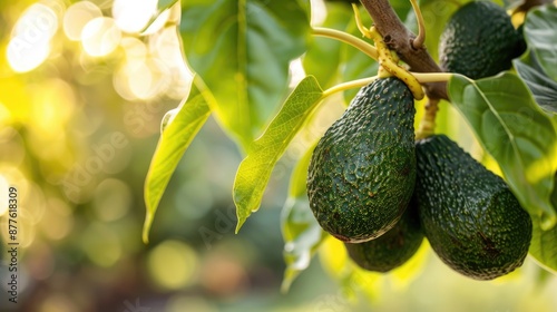 Avocado Fruit on Tree with Available Space