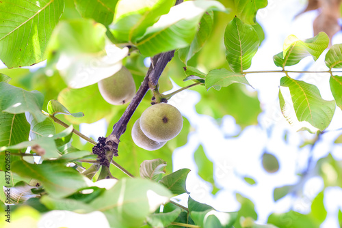 Green walnuts and leaves on walnut tree branch