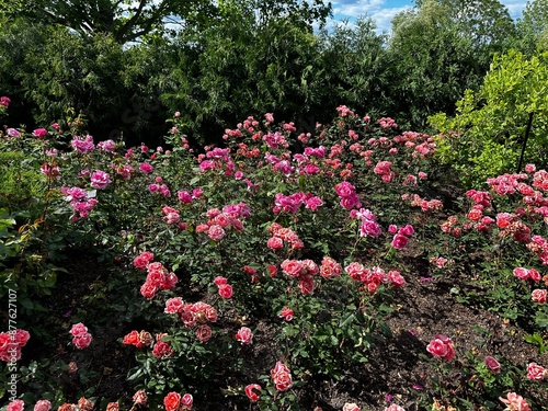 Floral garden 