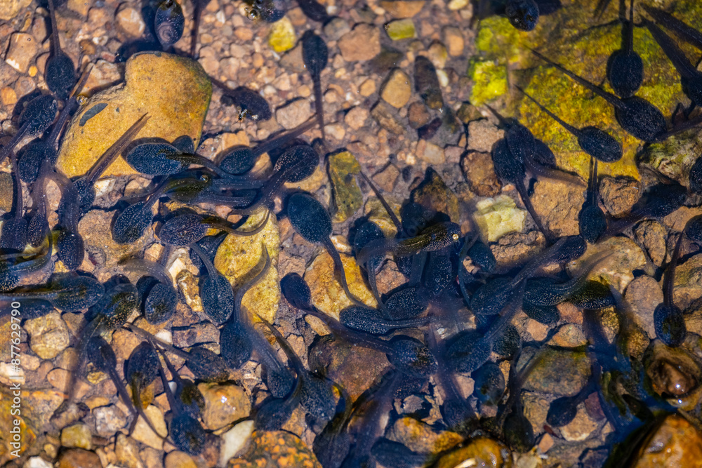 Obraz premium Freshwater pool, full of black tadpoles, larvae of amphibians, in the Slapnica stream, deep in the forest of Zumberak mountain, Croatia