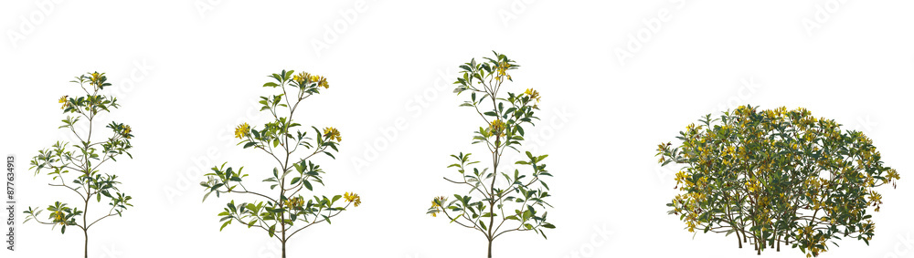 Set of frontal Rhododendron luteum (the yellow azalea or honeysuckle azalea) flowering isolated png on a transparent background perfectly cutout high resolution Set of frontal Rhododendron luteum (the yellow azalea or honeysuckle azalea) flowering isolated png on a transparent background perfectly cutout high resolution