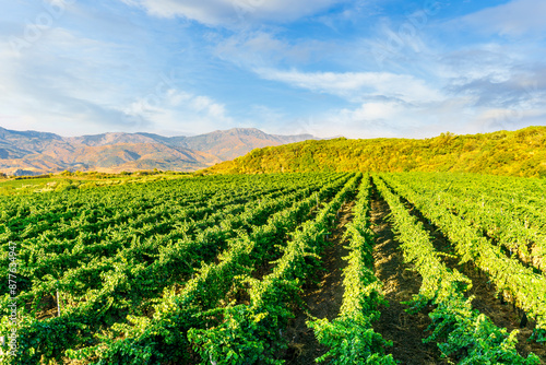 green rows of wineyard with grape on a winery during sunset with amazing mountains and clouds on background photo