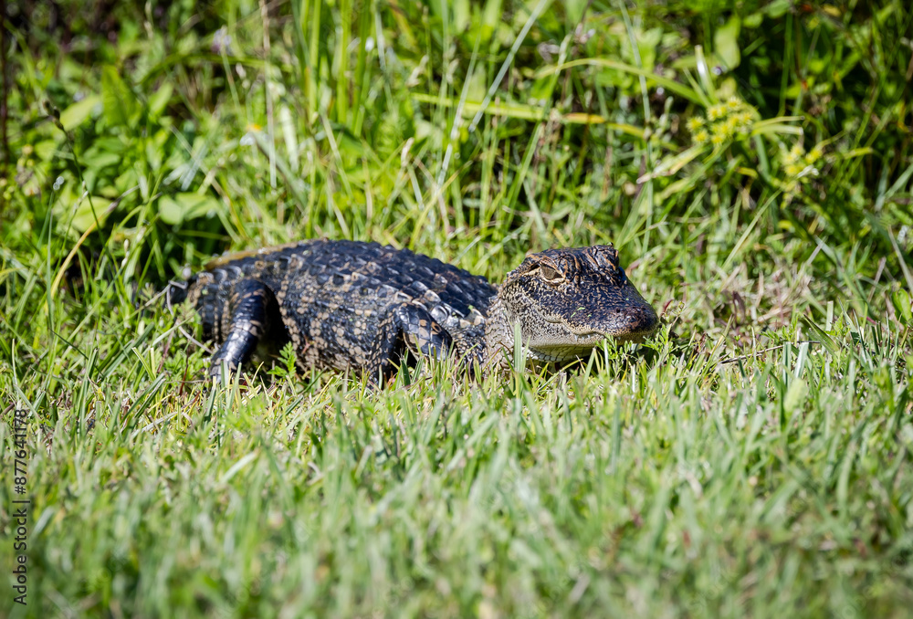 Juvenile alligator hiding in the long grass along a canal at Sweetwater wetlands in Gainesville Florida. Mother alligator near-by.