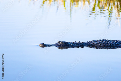 Tableau sur toile Wild Amerian Alligator swimming in natural wetlands at Sweetwater wetland in Gainesville Florida