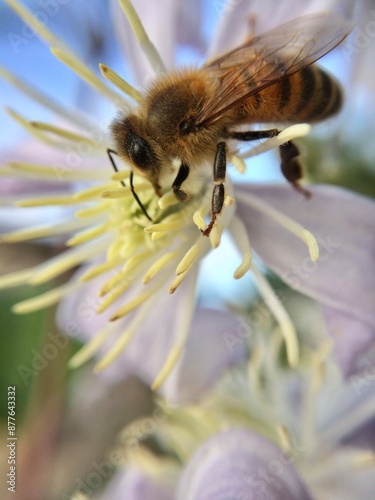 Bee on a lilac flower, close-up