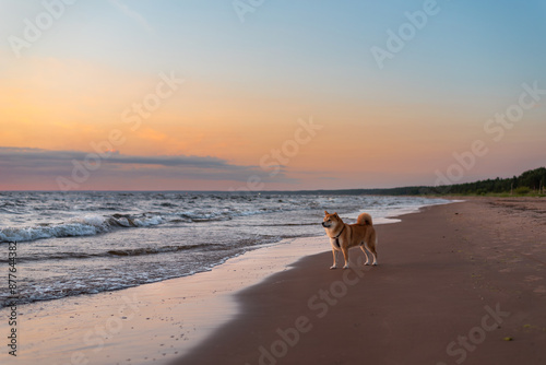 Red shiba inu dog is walking on the Baltic sea beach during the sunset © Julija