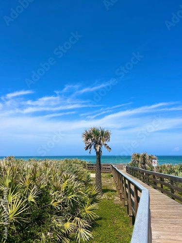 palm tree boardwalk hike view