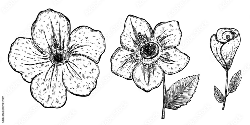Set with hibiscus and orchid flower in hand drawn sketch style Set with hibiscus and orchid flower in hand drawn sketch style