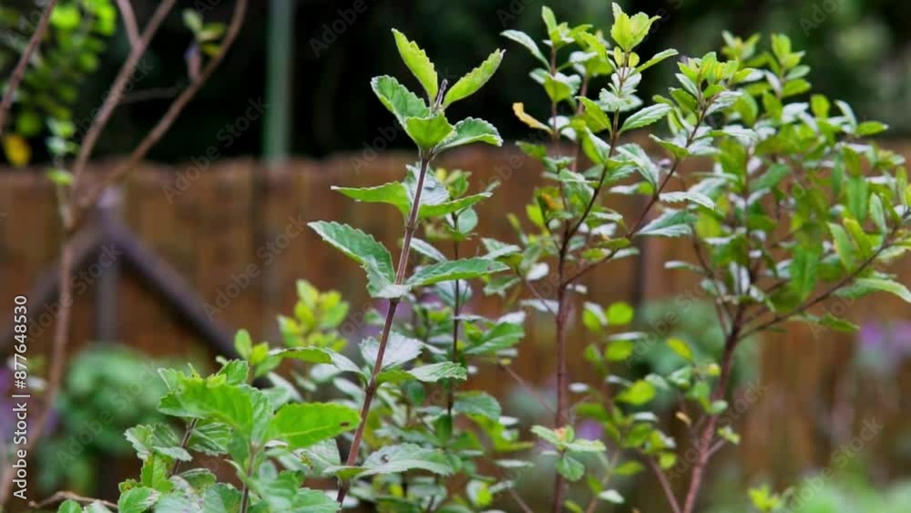 fresh green leaves of mint, lemon balm and peppermint. Texture of mint leaf. Ecology natural arrangement. Peppermint leaves pattern mint green herbs nature background. fresh green leaves of mint, lemon balm and peppermint. Texture of mint leaf. Ecology natural arrangement. Peppermint leaves pattern mint green herbs nature background.