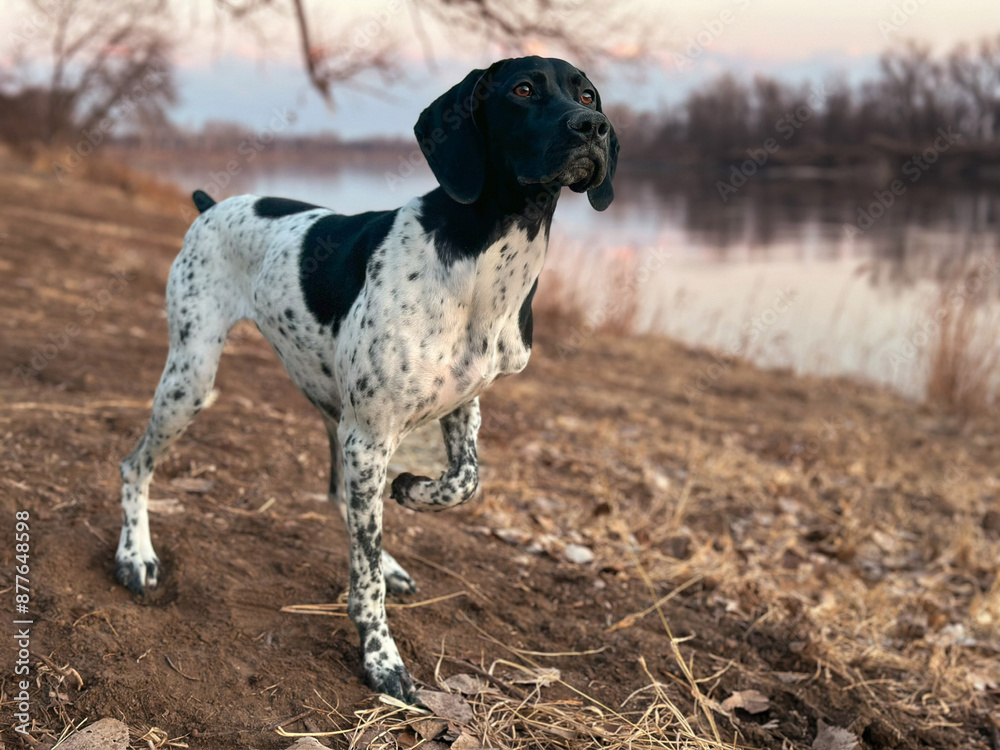 Alert German Shorthair Pointer by the Riverbank at Dusk Alert German Shorthair Pointer by the Riverbank at Dusk