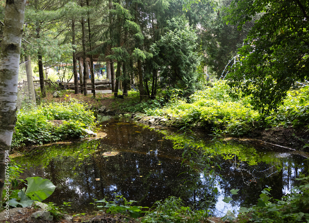 Obraz premium Forest landscape