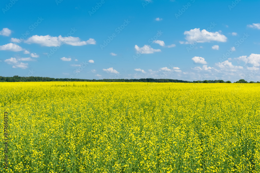 An agricultural field with flowering and ripening rapeseed, a forest on the horizon, a blue sky with clouds. Summer landscape on a sunny day An agricultural field with flowering and ripening rapeseed, a forest on the horizon, a blue sky with clouds. Summer landscape on a sunny day