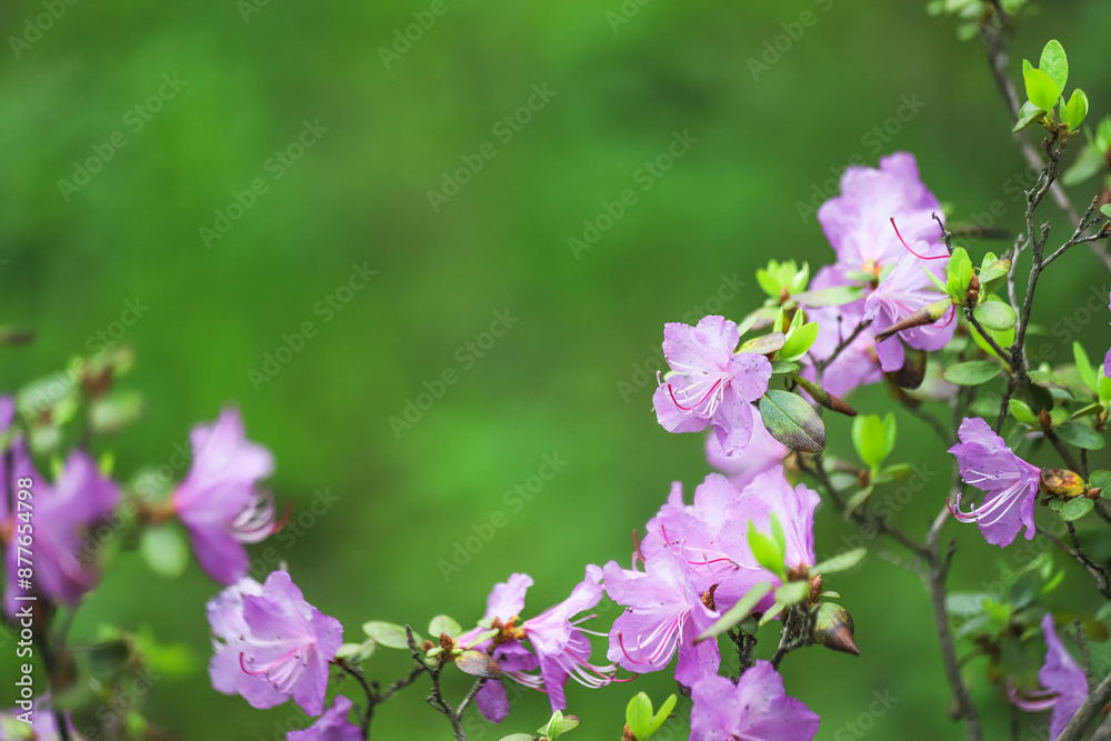 Branch of a blossoming Rhododendron dauricum shrub with beautiful purple flowers as a background. Photo with copy space Branch of a blossoming Rhododendron dauricum shrub with beautiful purple flowers as a background. Photo with copy space