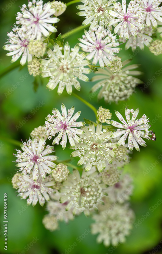 Blüten der Großen Sterndolde Blüten der Großen Sterndolde