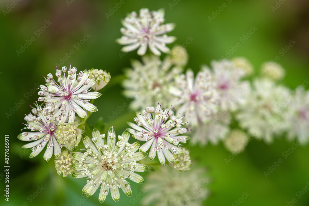 Blüten der Großen Sterndolde Blüten der Großen Sterndolde