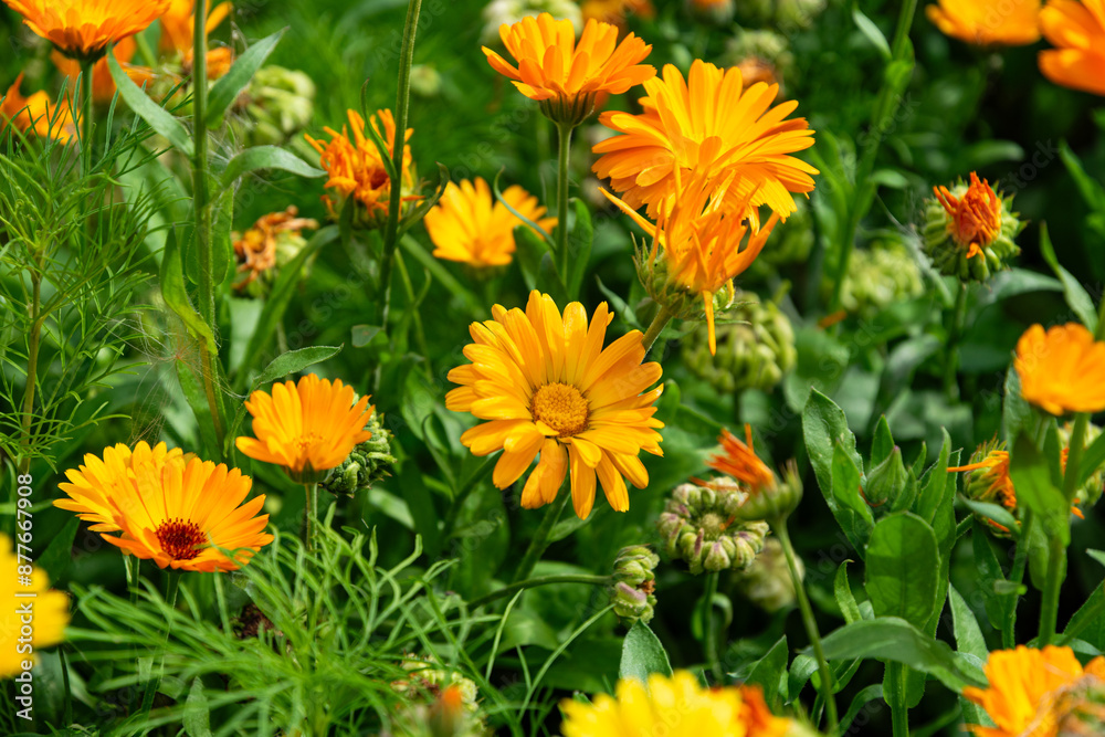 Beautiful blooming healing yellow and orange calendula plant Beautiful blooming healing yellow and orange calendula plant